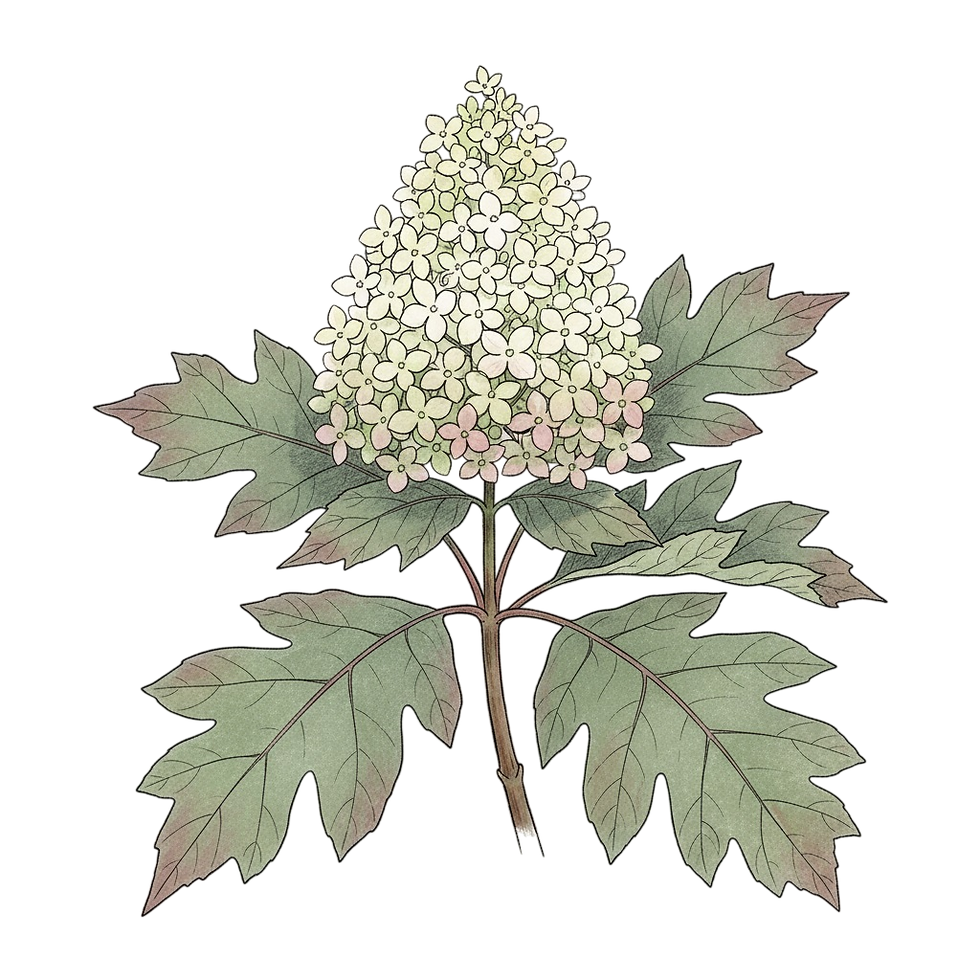 Hydrangea quercifolia.jpg