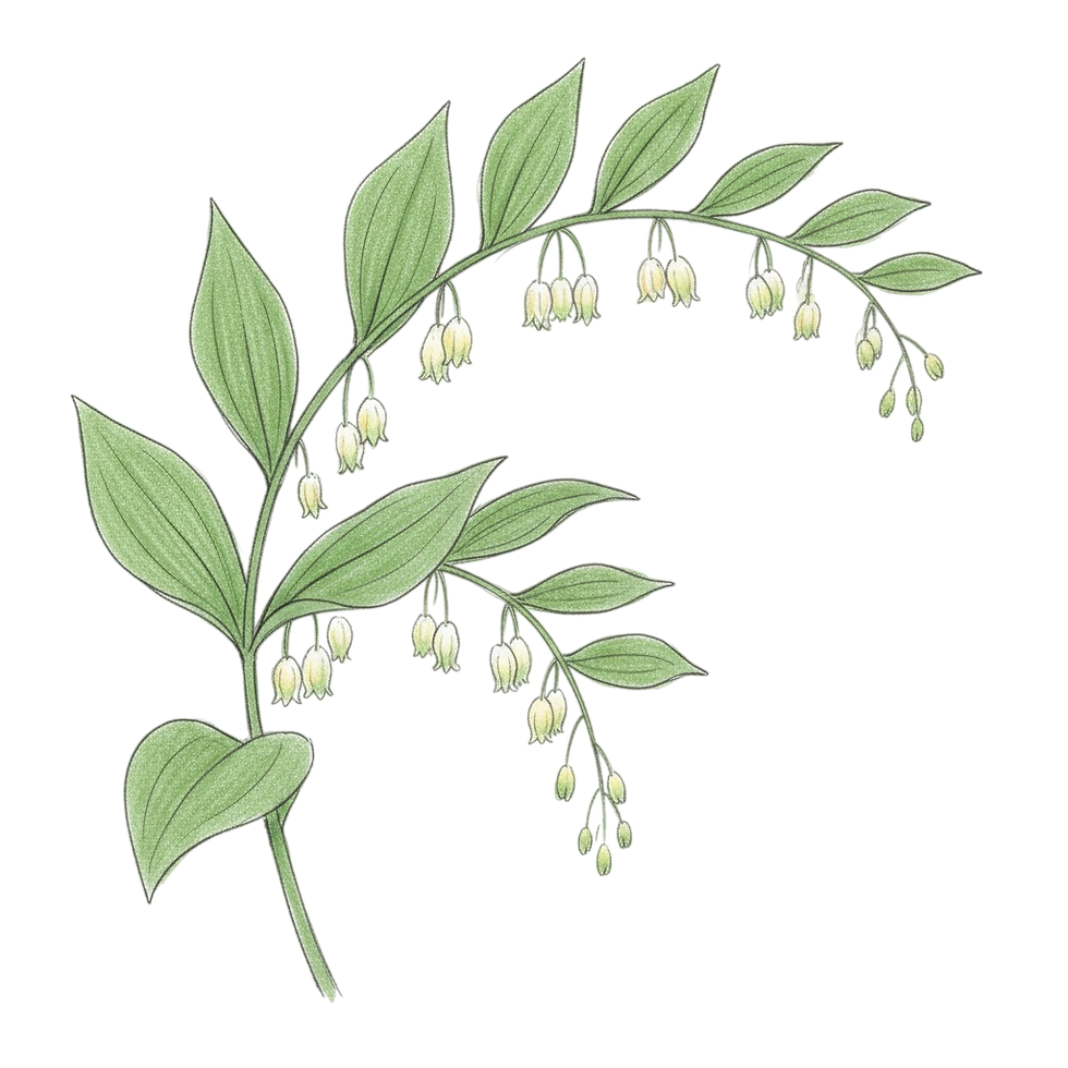 Polygonatum bifloris.jpg