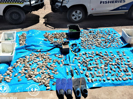 Abalone poachers caught on Yorke Peninsula