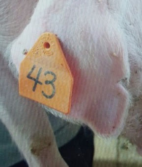 Pigs Stolen from Mannum