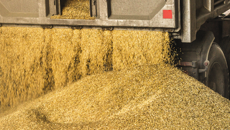 Grain Industry Records Strong Growth but Risks Remain