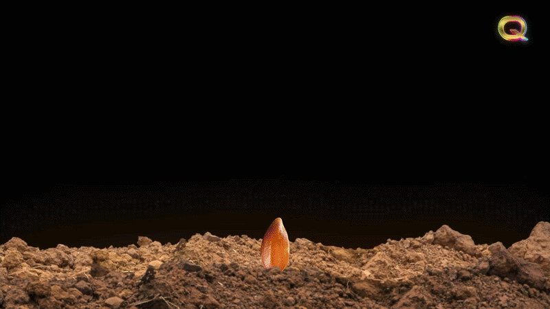 Young apple seedling flourishing in sunlight representing optimal environment for human potential at Futuristic Learning