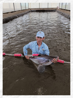 A farm worker in a Viet-Uc Group uniform stands chest-deep in a lined grow-out tank holding a large market-size pangasius.