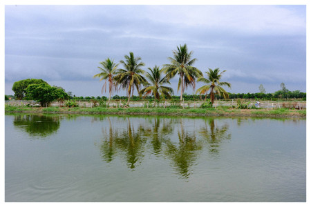 A still aquaculture pond fringed by coconut palms, their reflections on the water. A scene-setting landscape from the Mekong Delta.