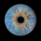 Iris bleu Juline Photographie