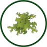 8.Liquenes.png
