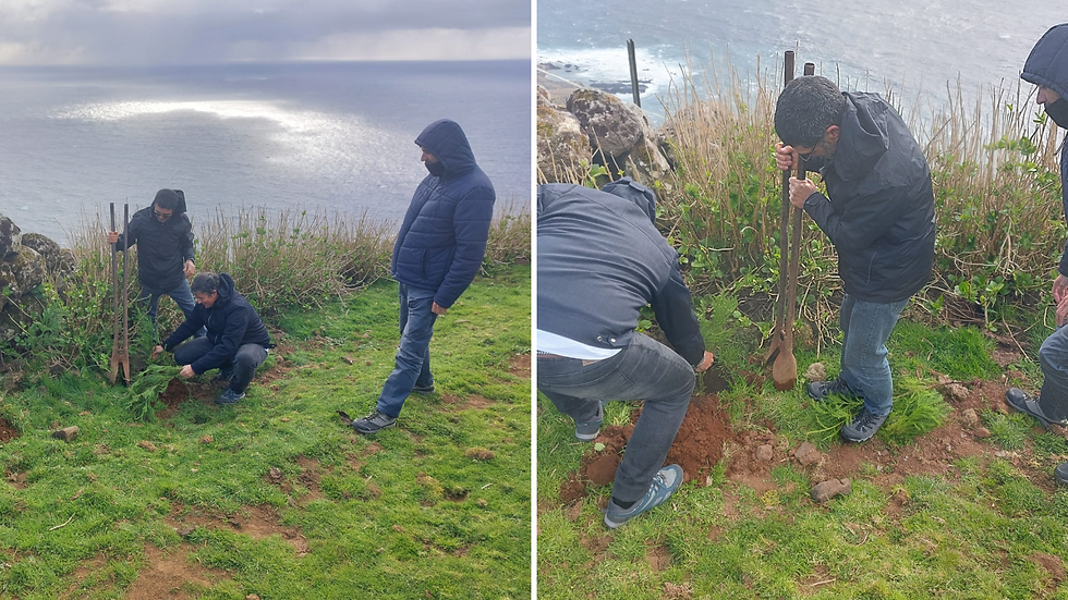 Plantação em colaboração com Serviço Florestal das Flores e do Corvo