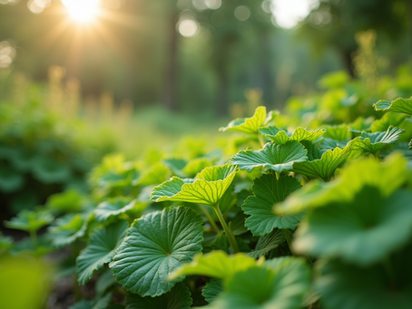 The Importance of Sustainable Living in Today's World