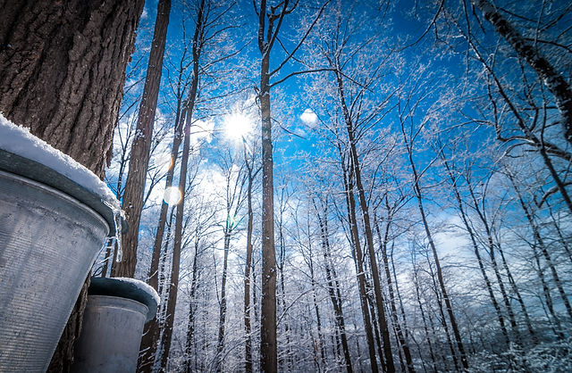 Maple Supplies | Roth Sugar Bush Cadott Wisconsin | USA