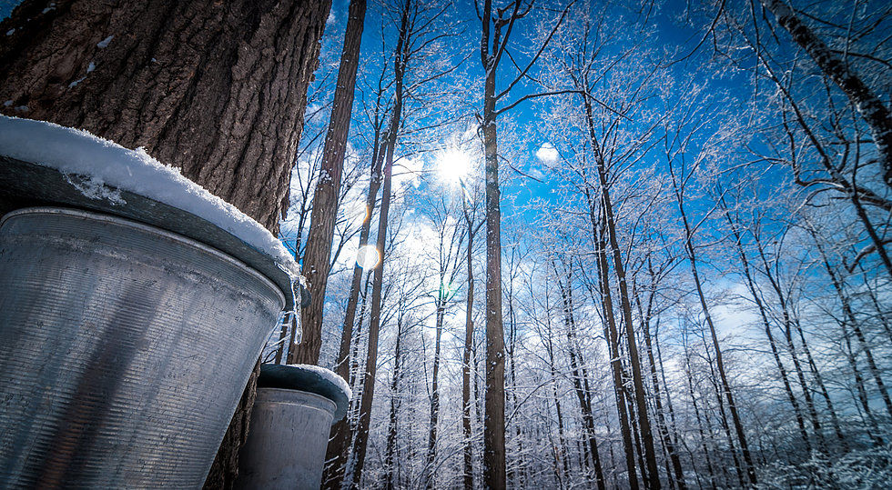 Roth Sugar Bush Maple Supply Catalog