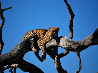 WHICH SAFARI DESTINATION IS RIGHT FOR YOU?
