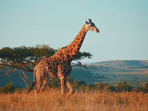 PLANNING A HOLIDAY TO SOUTH AFRICA: EVERYTHING YOU NEED TO KNOW