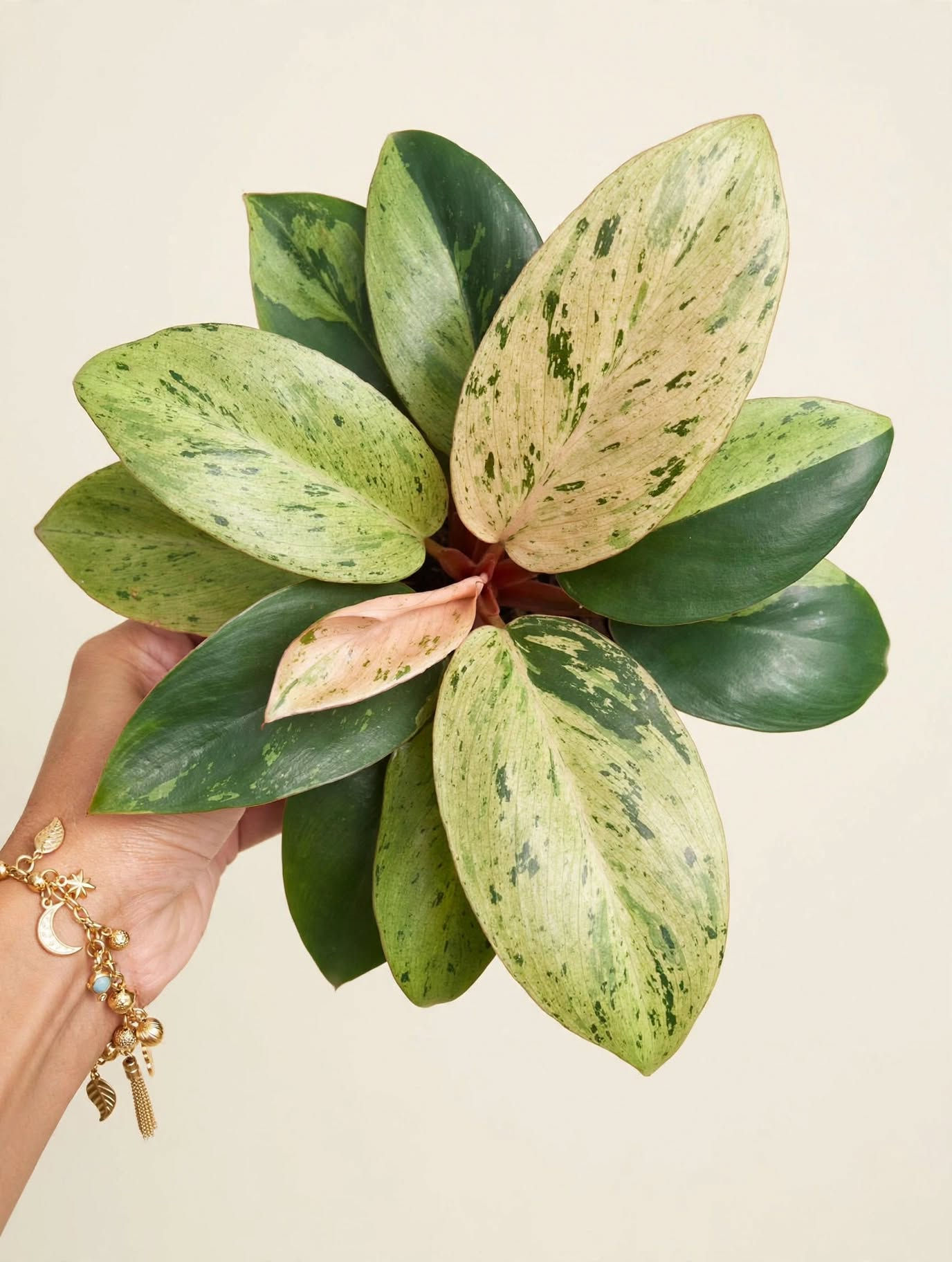 Philodendron Red Congo Dwarf with green, cream, and pink variegated leaves held against a light background