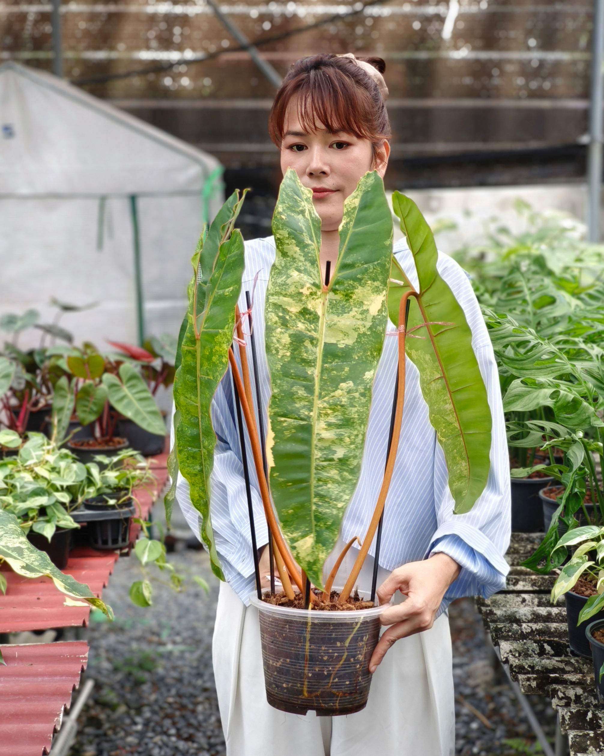 Philodendron billietiae high-variegation plant held in a greenhouse, showing elongated cream-and-green leaves and orange petioles