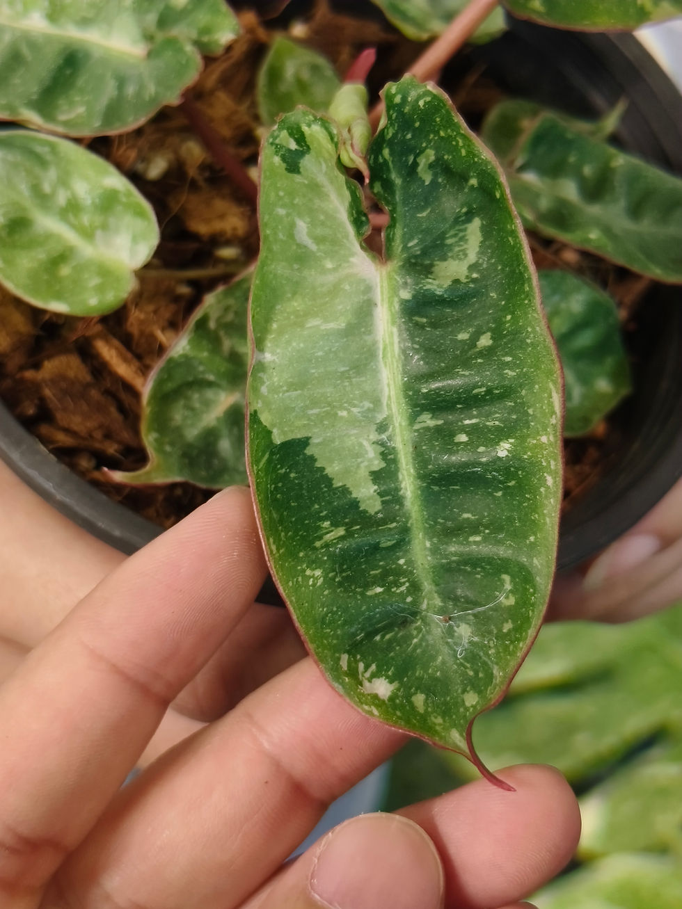 Philodendron billietiae Albo leaf with cream speckles and reddish margins held between fingers