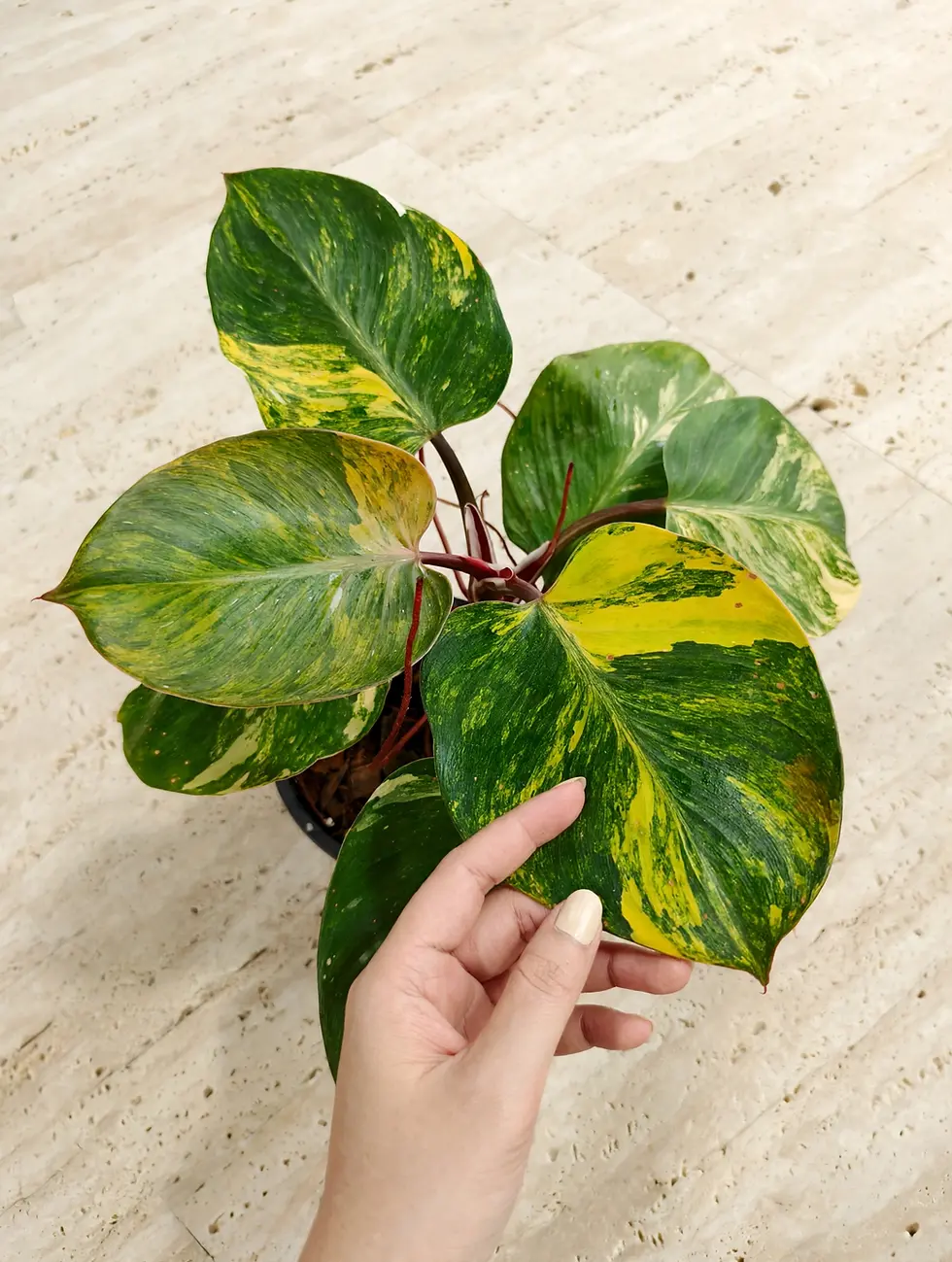 Top view of Philodendron erubescens Skittles showing yellow-green marbled leaves