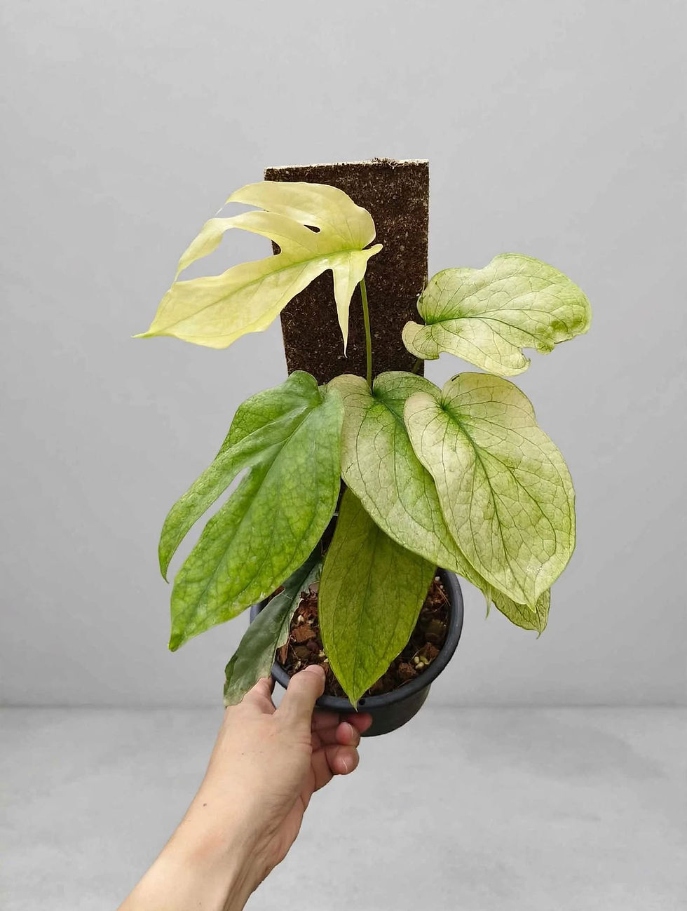 Amydrium Medium Aurea Variegated exact plant with yellow-green foliage on a climbing support against a neutral background