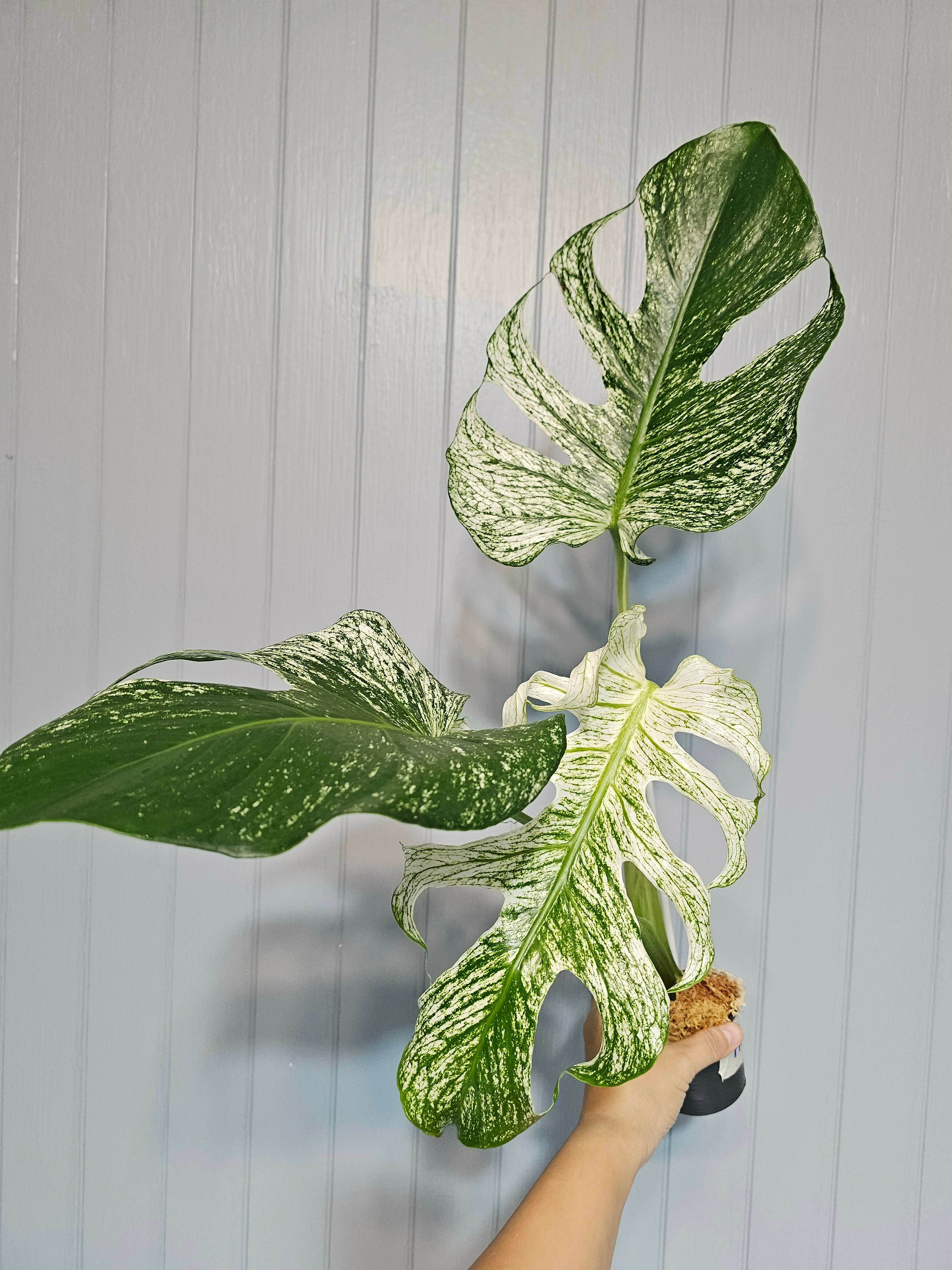 Monstera deliciosa Devil Monster - Highly Variegated Collector - Exact Plant