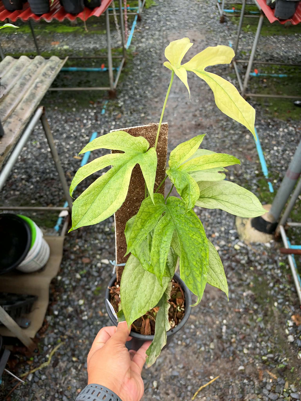 Amydrium Medium Aurea Variegated exact plant showing golden-green leaves in the nursery