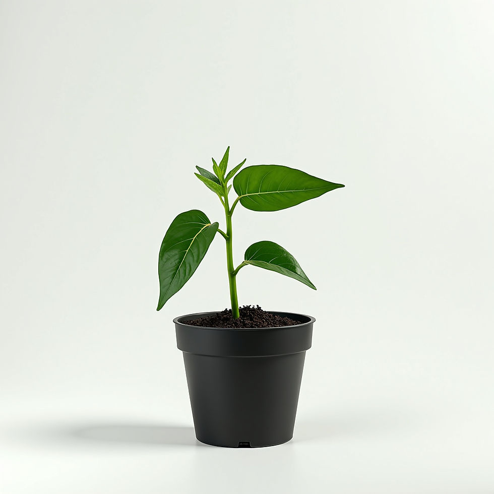 Sadzonka Papryka Słodka