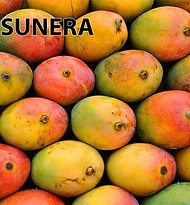 sunera-pakistan-mango-export-quality.jpg