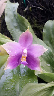 Phalaenopsis Bellina Coerulea