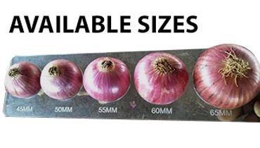 pakistan-india-red-onion-45mm-50mm-55mm-