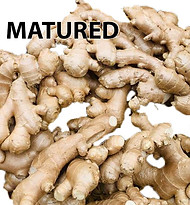 thailand-fresh-ginger-matured.jpg