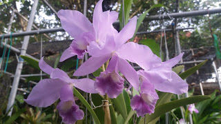 Lc Betty Gotto