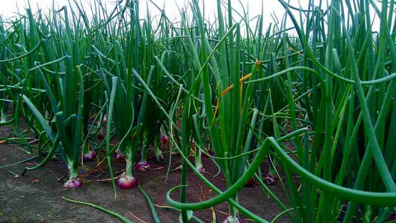 pakistan-onion-cultivation.jpg