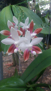 Phalaenopsis Speciosa