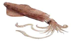 Squid