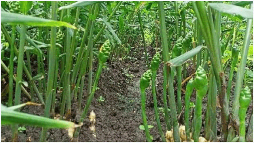 ginger-cultivation.png