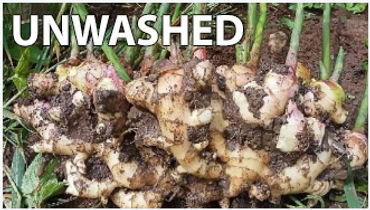 thailand-fresh-ginger-unwashed.jpg