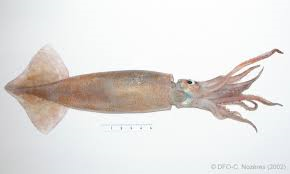 illex Squid