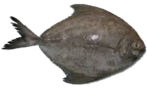 Black-Pomfret