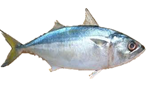 Indian Mackerel
