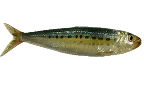 Sardine