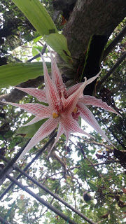 Paphinia Herrerae
