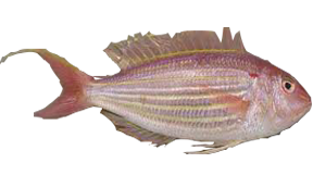 Japenese Thread Fin Bream