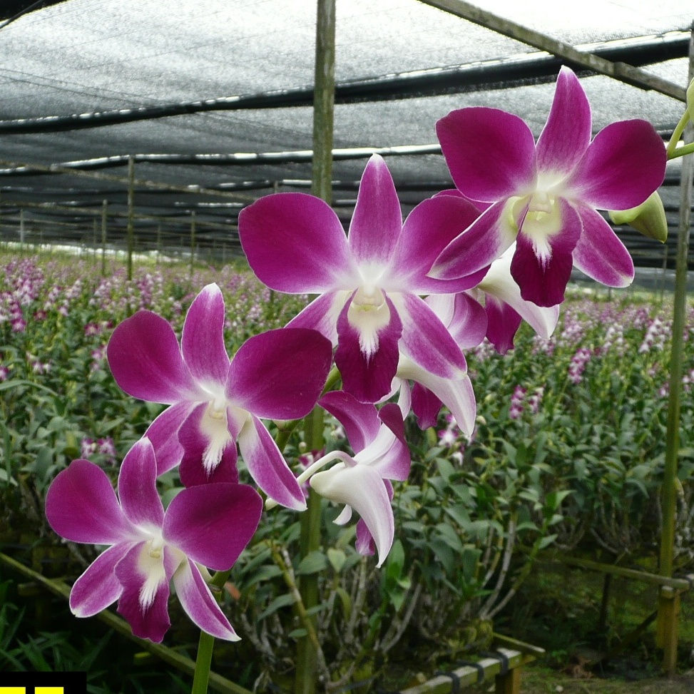 Dendrobium Sonnia