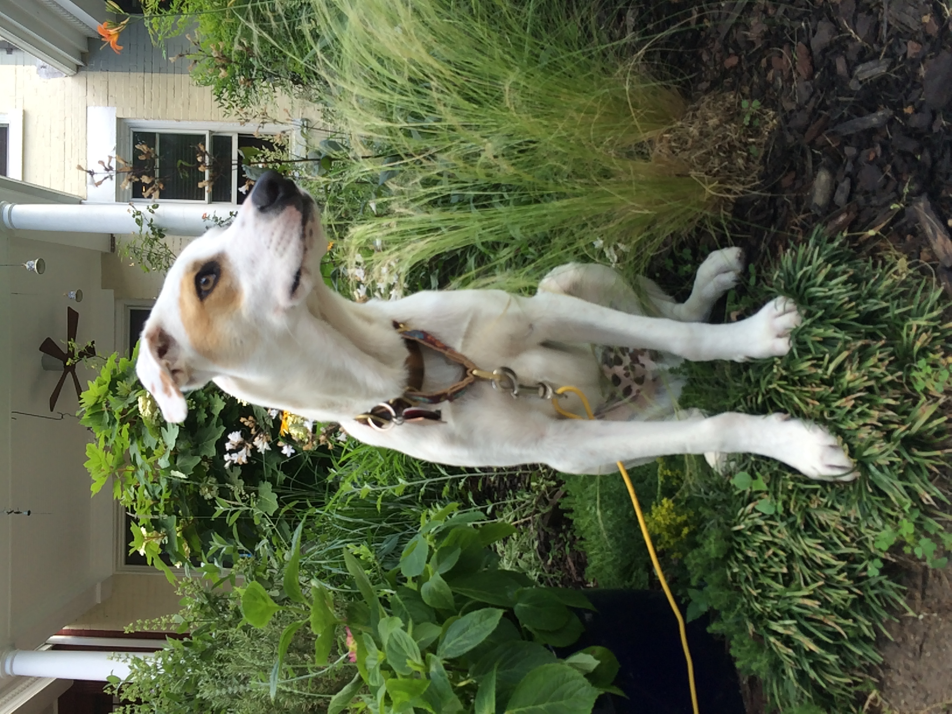 Rufus
