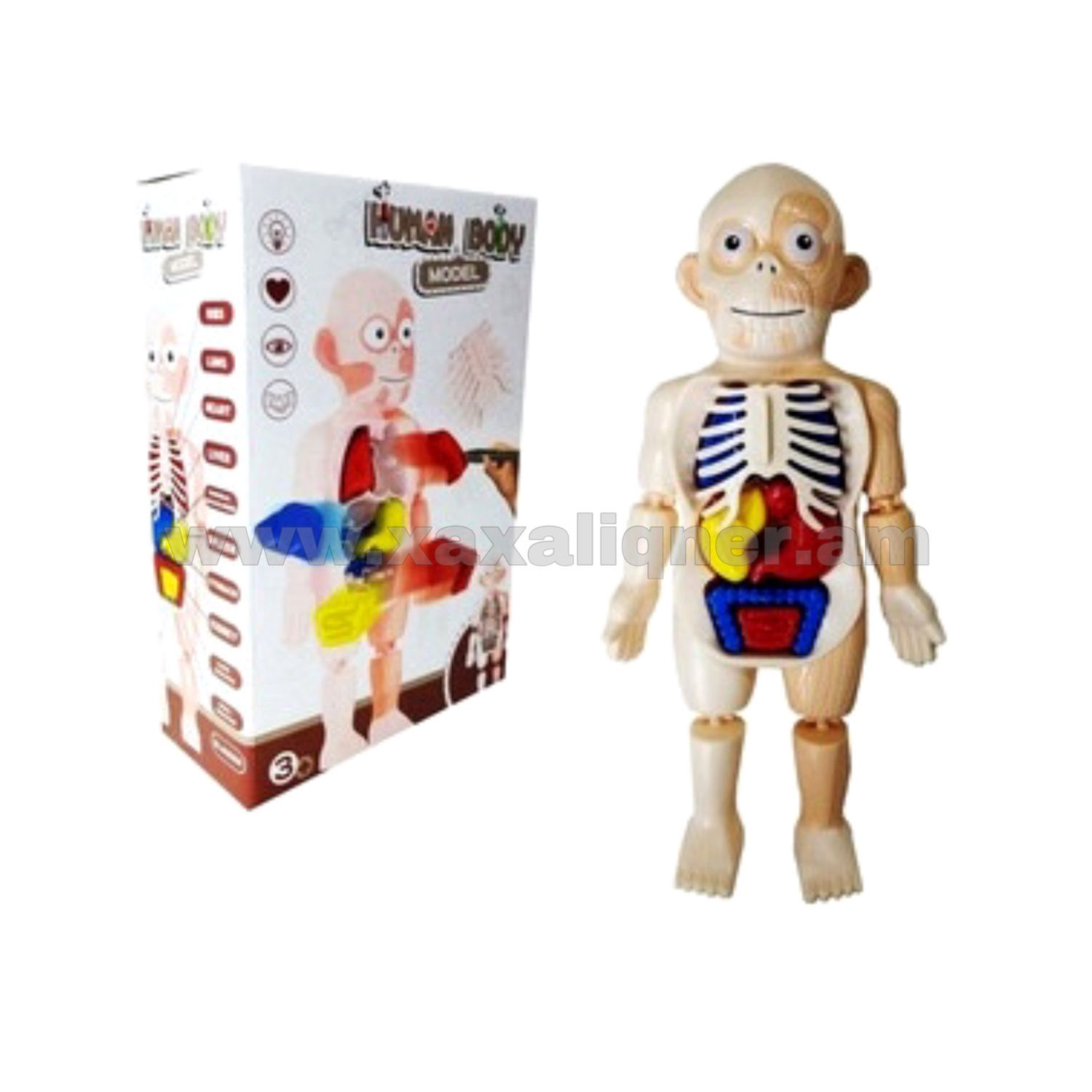 Ուսուցողական խաղալիք "Մարդու մարմնի մասերը"