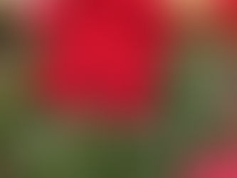 MiniBlog: Poinsettias