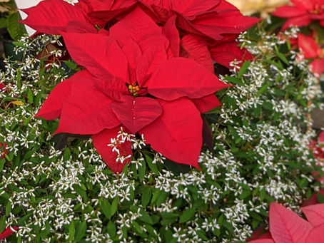 MiniBlog: Poinsettias