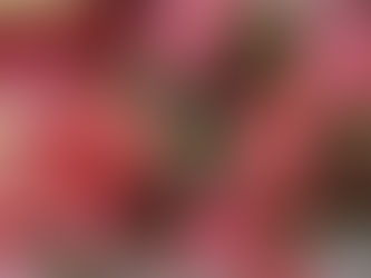 MiniBlog: Christmas Cactus