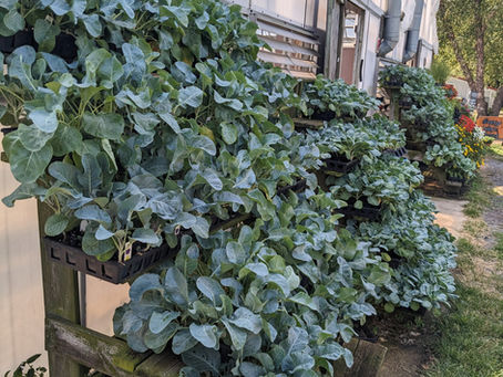 Fall Gardening Shortcut: Crops You Can Sow Without Tilling