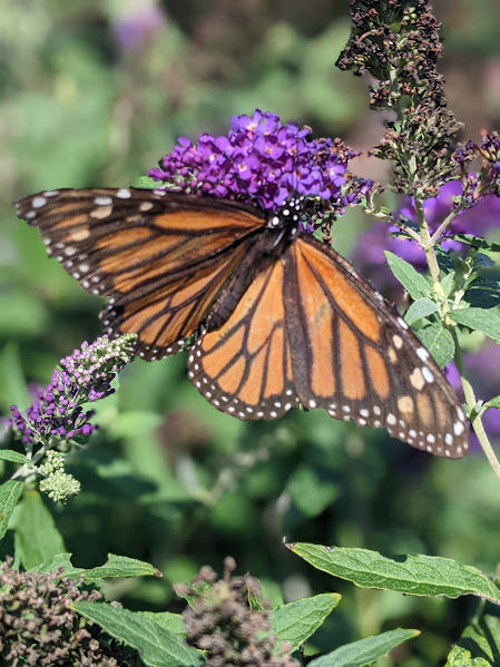 pollinators