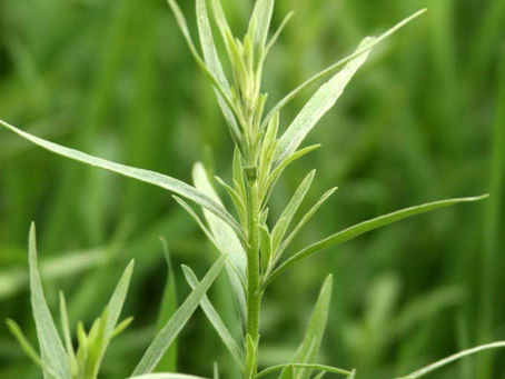 MiniBlog: Tarragon: French Elegance for Garden and Kitchen