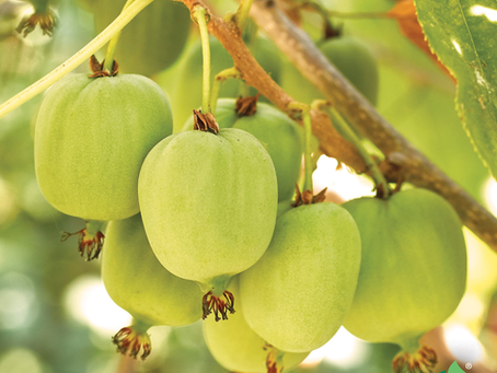 MiniBlog: Hardy Fruit Plants: What Can Really Grow Here